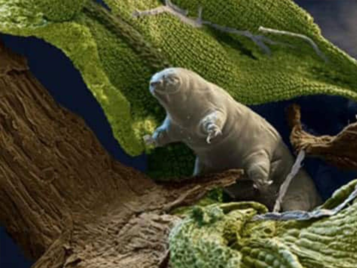 Tardinomis – Decrypting Cryptobiosis in Tardigrades