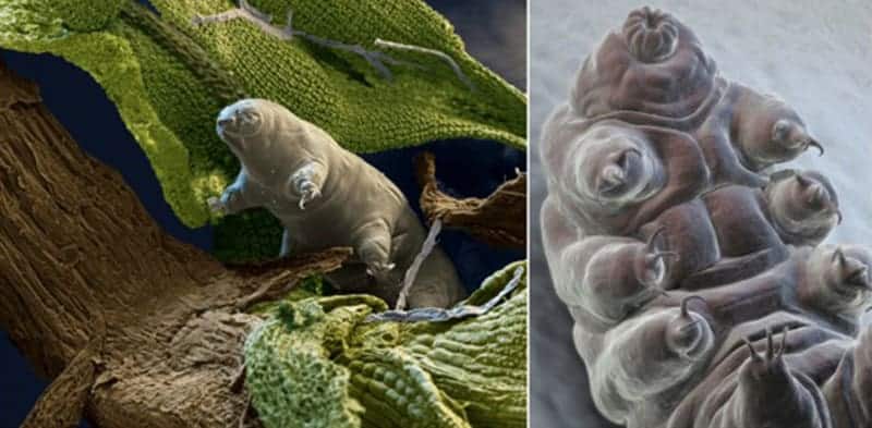 Tardinomis – Decrypting Cryptobiosis in Tardigrades