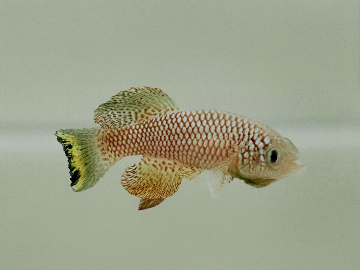 Can this fish help stop aging?