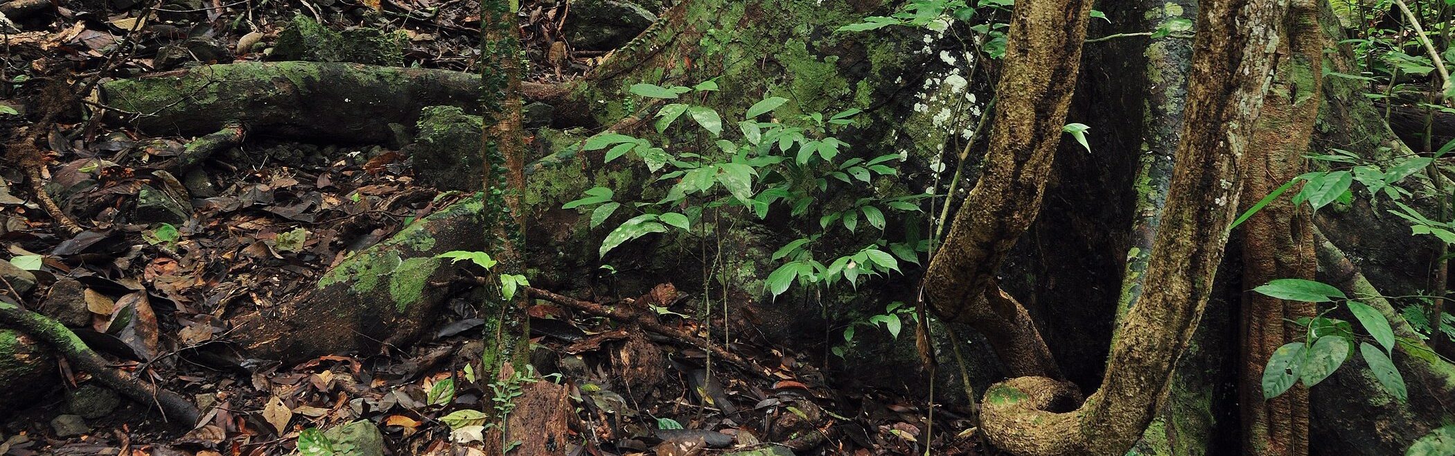 Photograph of a rainforest with leaves and a tree trunk