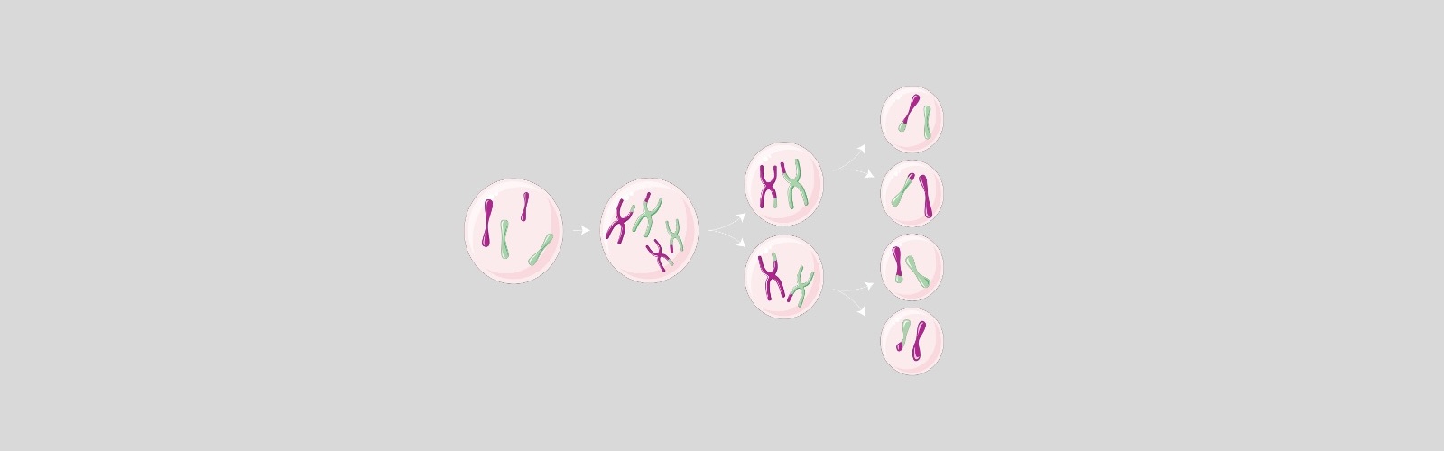 picture explaining the process of cell division