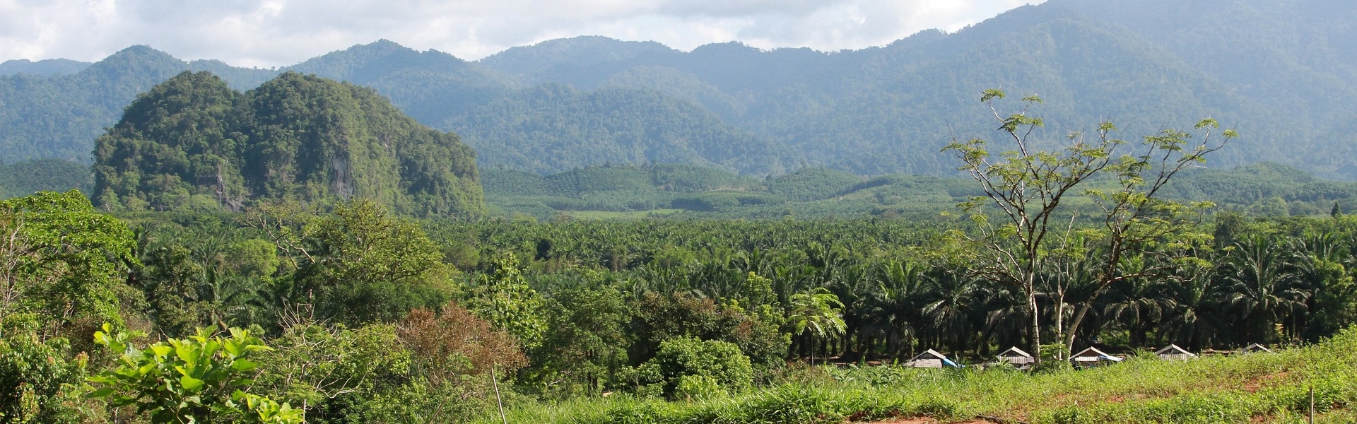 picture of a forest