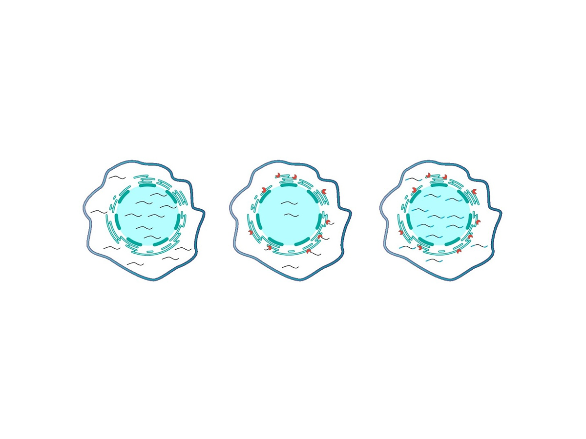 Method blocking TREX1 enzyme boosts CRISPR gene editing efficiency in hard-to-edit cells