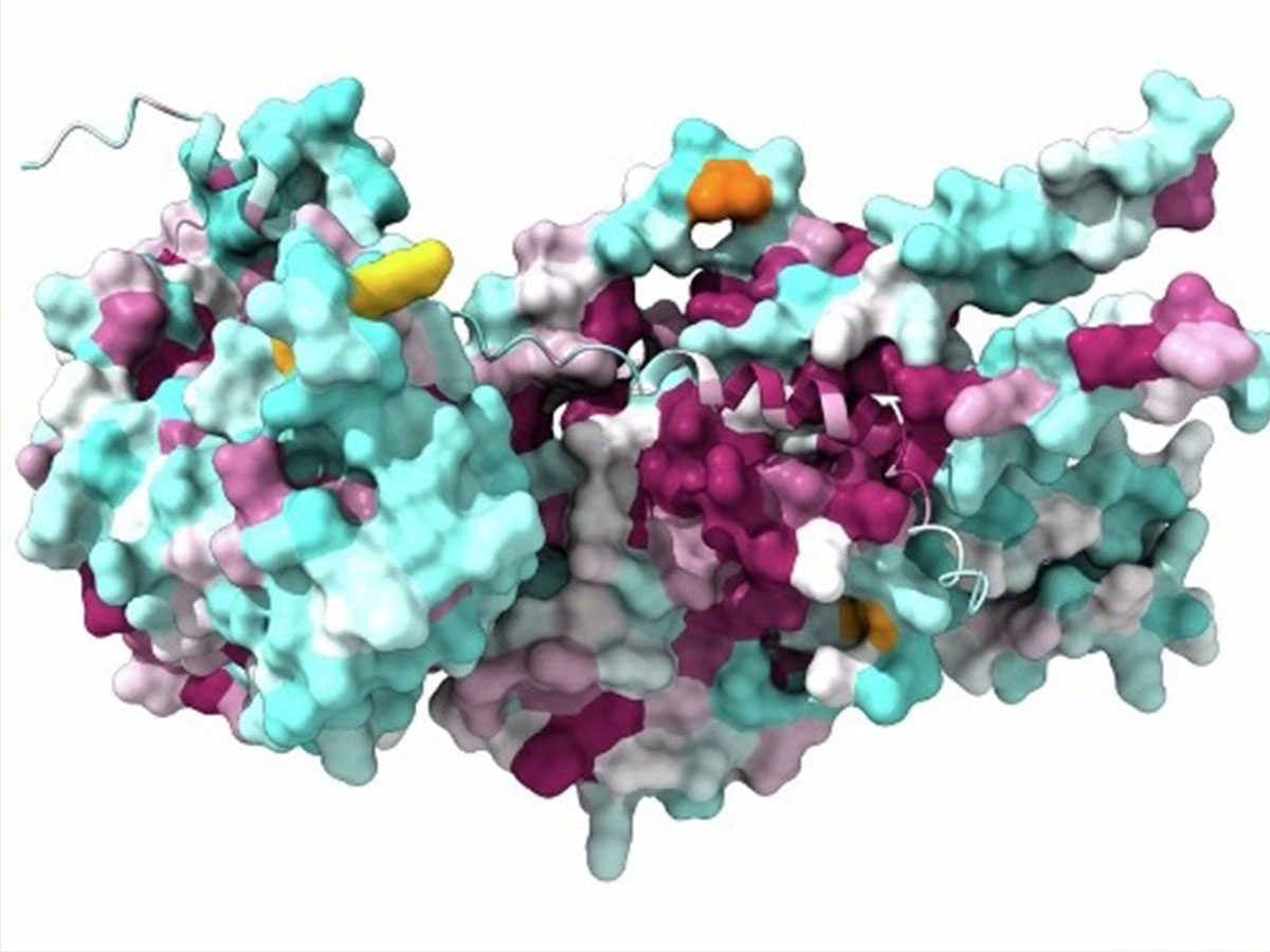 How the nuclear pore basket anchors to the nuclear pore complex