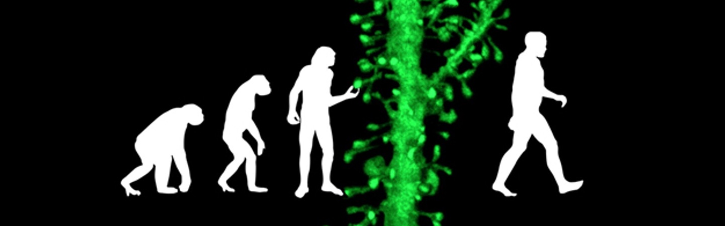Evolution of the human body