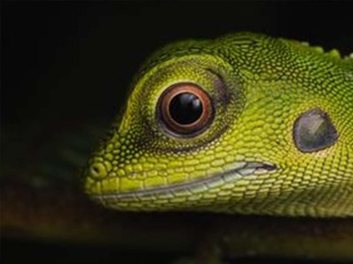 lizard laying over green leaves