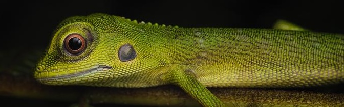 Frog laying over green leaves